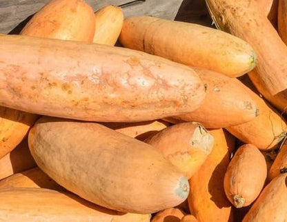 Pink Banana Winter Squash Seeds for Planting – Heirloom Non-GMO Garden Seeds