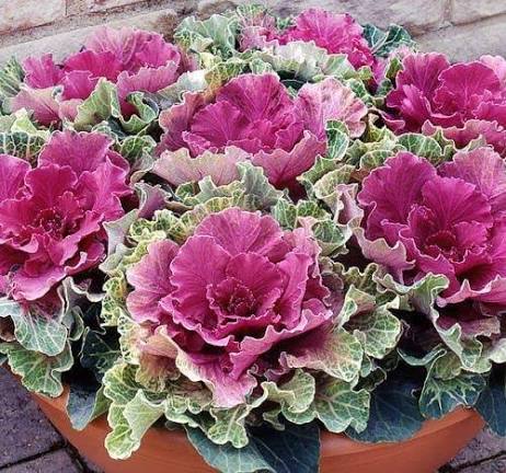 Heirloom Purple Kale Growing in Raised Garden Bed