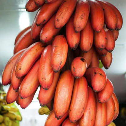 Red Banana Fruit Seeds for Planting – Heirloom Non-GMO Garden Seeds