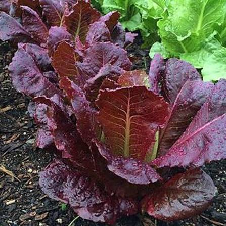 Heirloom Red Lettuce Growing in Raised Garden Bed
