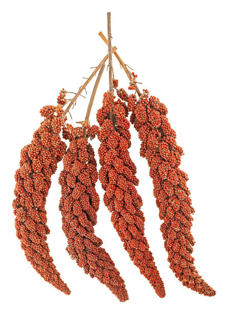 Red Sorghum Flower Seeds for Planting with mature reddish seed heads
