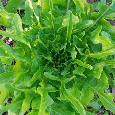 Heirloom Rocket Arugula Growing in Raised Garden Bed