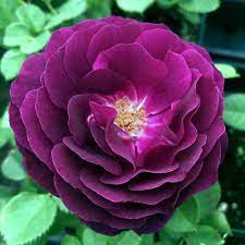 Dark Violet flower seeds
