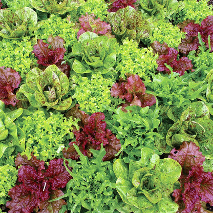 Fresh Mixed Lettuce Salad Greens Harvest
