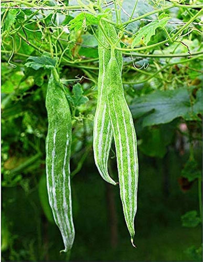 Serpent Gourd Seeds for Planting – Heirloom Non-GMO Garden Seeds