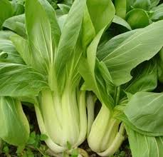Heirloom Shanghai Bok Choy Growing in Raised Garden Bed