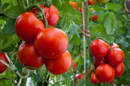 Homestead Tomato Seeds for Planting – Heirloom Non-GMO Garden Seeds