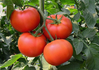 Vecchio Wyandotte Tomato Seeds for Planting – Heirloom Non-GMO Garden Seeds