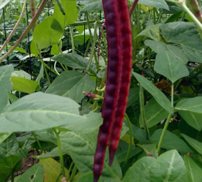 Purple Bean Seeds for Planting – Heirloom Non-GMO Garden Seeds