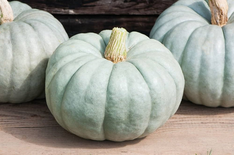 Jarrahdale Pumpkin Seeds for Planting – Heirloom Winter Squash Seeds