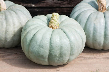Jarrahdale Pumpkin Seeds for Planting – Heirloom Winter Squash Seeds