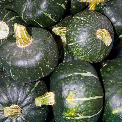 Buttercup Burgess Winter Squash Seeds for Planting – Heirloom Non-GMO Garden Seeds