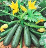 Heirloom Zucchini Seeds for Summer Squash