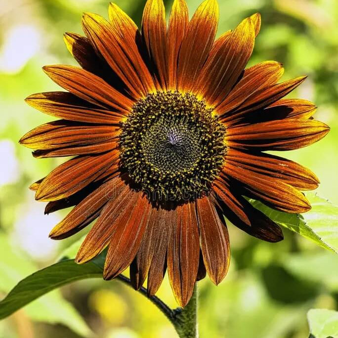 Brown Sunflower plant