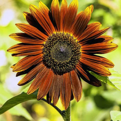 Brown Sunflower plant