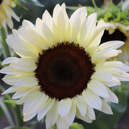 White Sunflower flowers growing in a sunny home garden