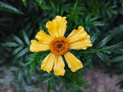 Yellow Helianthus flowers blooming in a sunny garden