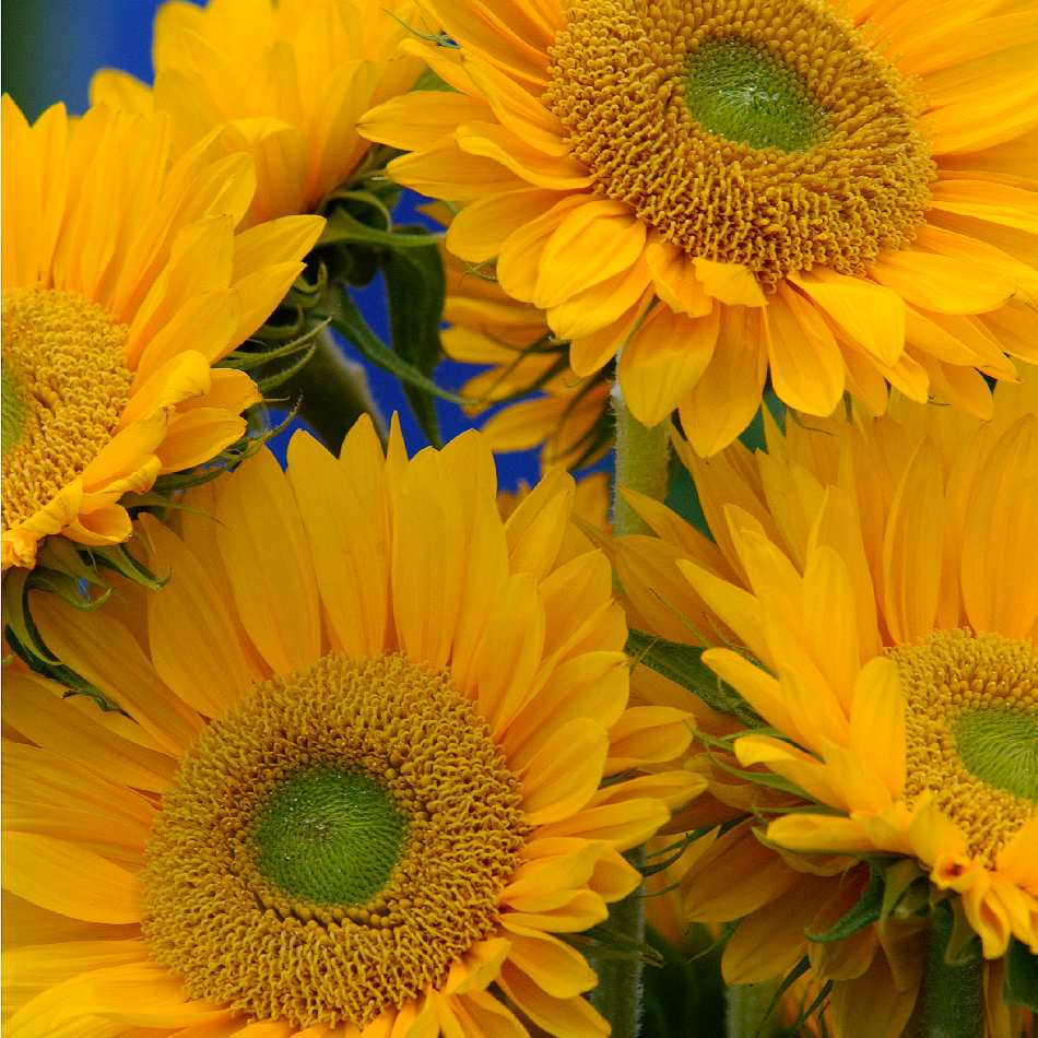 Sunrich Gold flower seeds