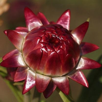 Red Helichrysum flower seeds