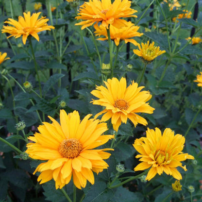Yellow Heliopsis flower seeds