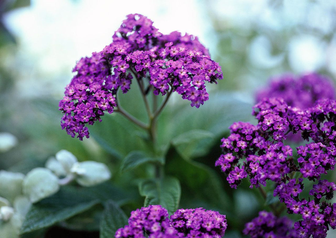 Heliotropium flower seeds