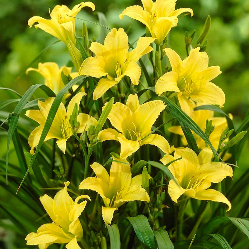Daylily flower seeds