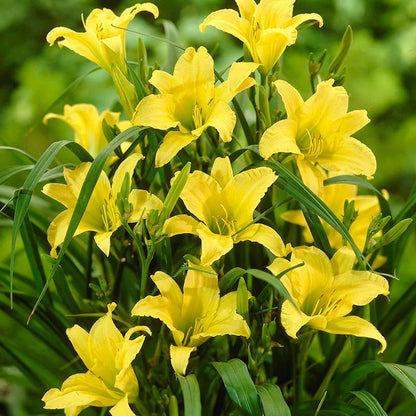 Daylily flower seeds