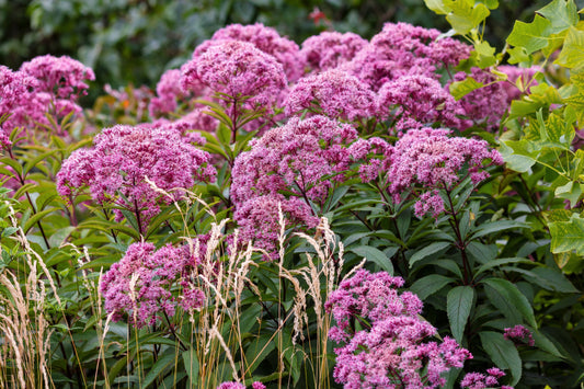 Hemp Agrimony Flower Seeds for Planting – Heirloom Non-GMO Garden Seeds