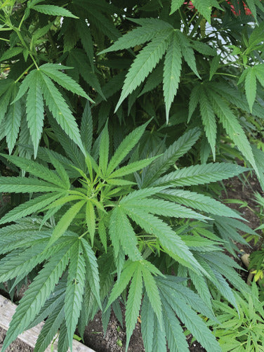 Cannabis sativa herb plant with green palmate leaves growing in a garden setting