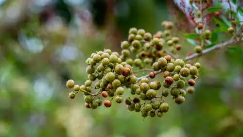Henna Plant Seeds for planting with Lawsonia inermis leaves and young seedlings