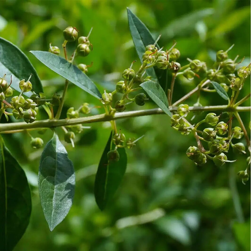 Henna Plant Seeds for planting with Lawsonia inermis leaves and young seedlings