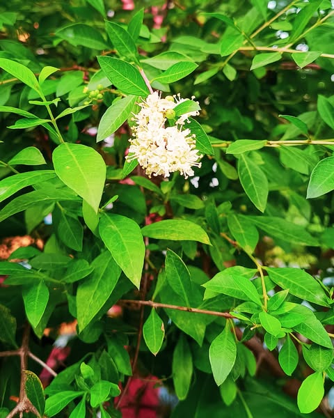 Lawsonia Inermis flower seeds