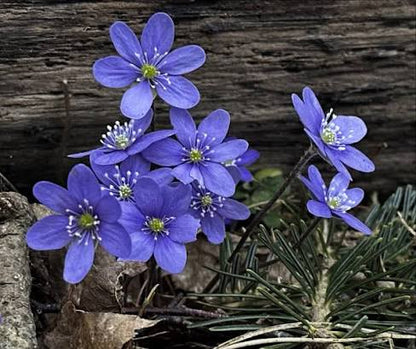 Hepatica Nobilis flower seeds for planting – perennial woodland garden flower