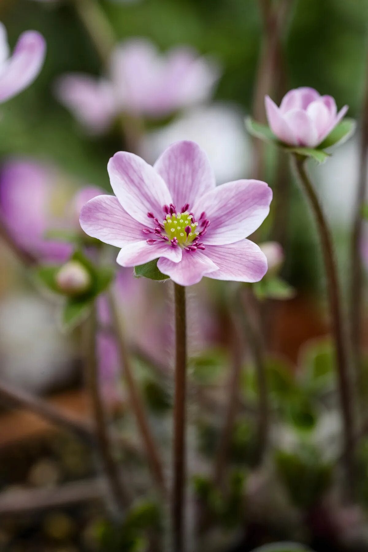 Pink White Hepatica flowers blooming in a shaded woodland garden
