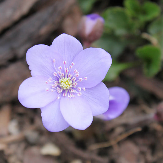 Hepatica Flowers Blooming in Early Spring Garden
