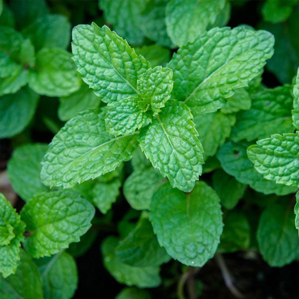 Peppermint Herb Seeds for Planting – Heirloom Non-GMO Garden Seeds