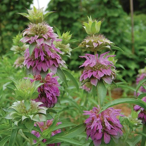 Lavender Lemon flower seeds