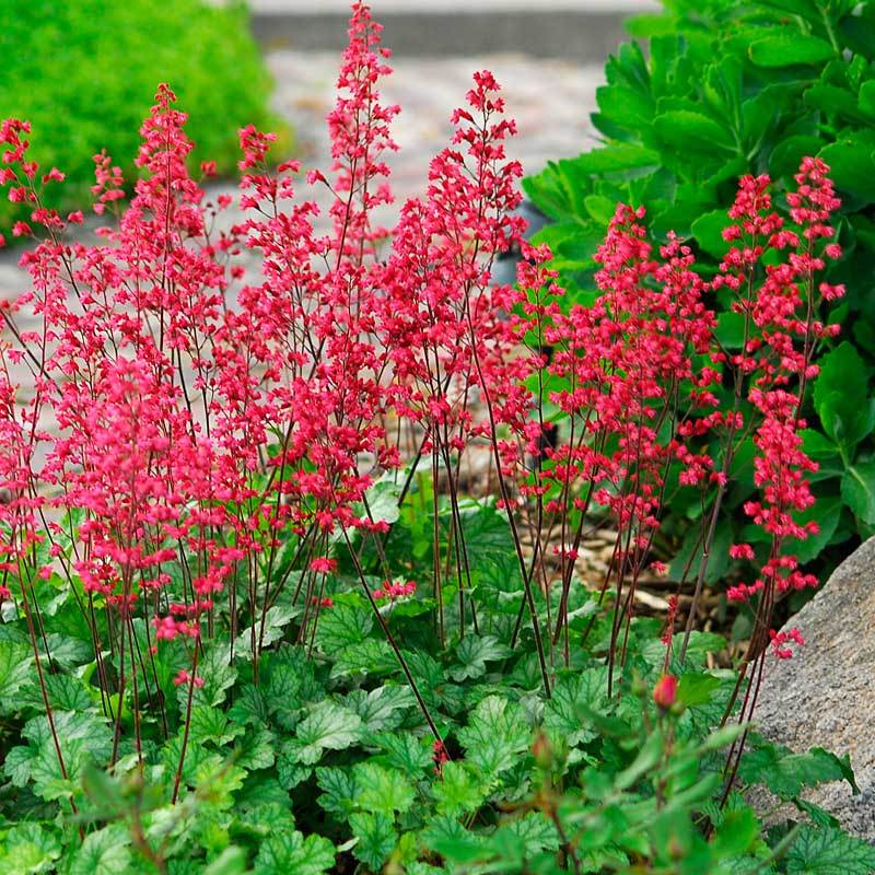 Coral Bells flower seeds