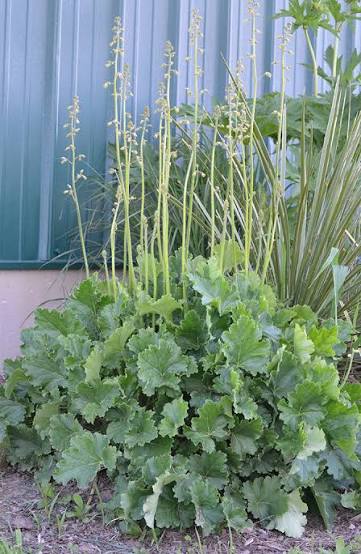 Alum Root (Heuchera richardsonii) perennial herb showing rounded, lobed green leaves and delicate greenish flowers on slender upright stems.