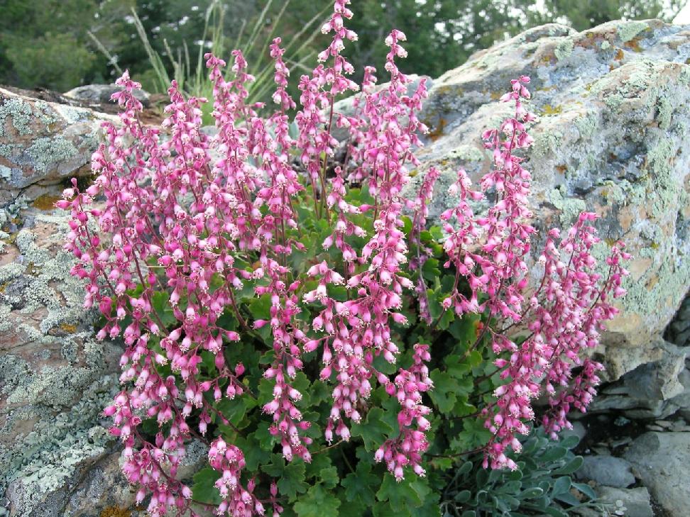 Heuchera Pulchella flower seeds