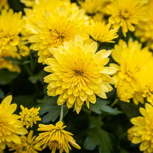 Mums flower seeds