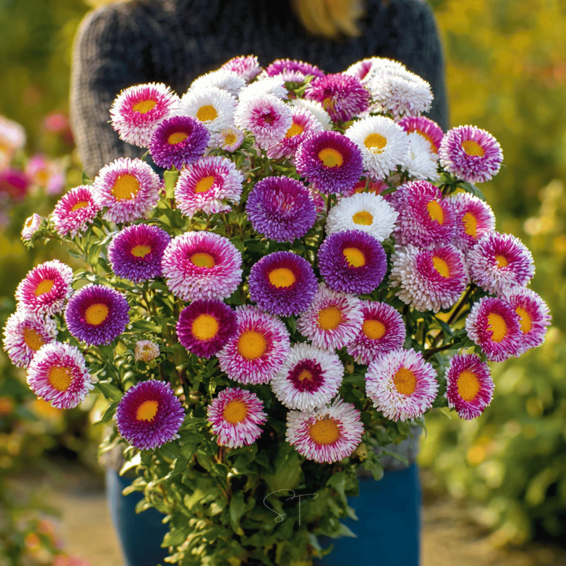 China Aster flower seeds
