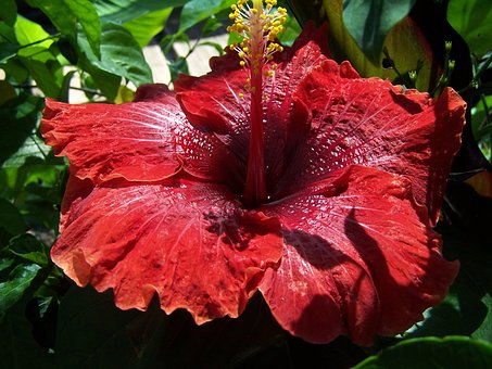 Maroon Hibiscus flower seeds