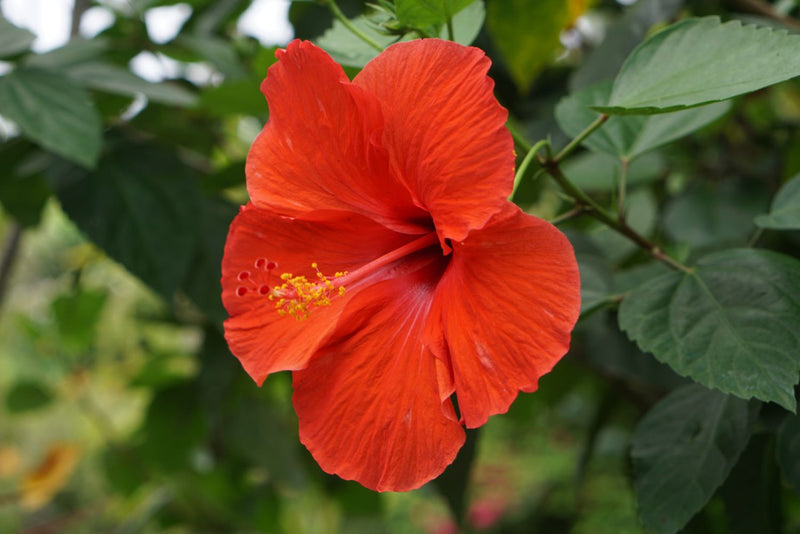 Mixed Hibiscus Flower Seeds for Planting – Heirloom Non-GMO Garden Seeds