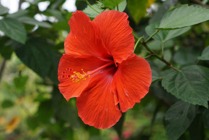 Mixed Hibiscus Flower Seeds for Planting – Heirloom Non-GMO Garden Seeds