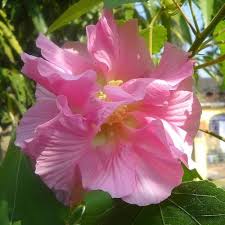 Cotton Rose Hibiscus flower seeds for planting ornamental flowering shrubs in home gardens