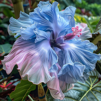 Rainbow Hibiscus flower seeds