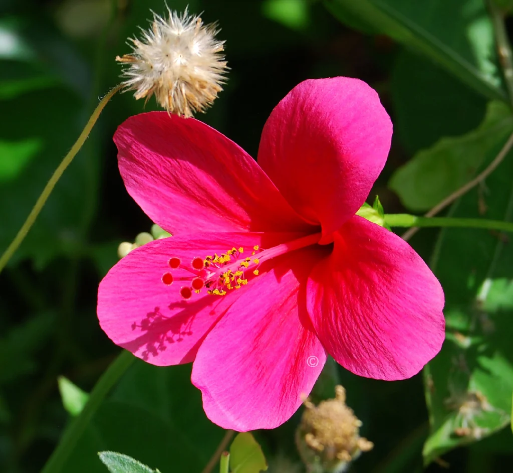 Pink Hibiscus flower seeds