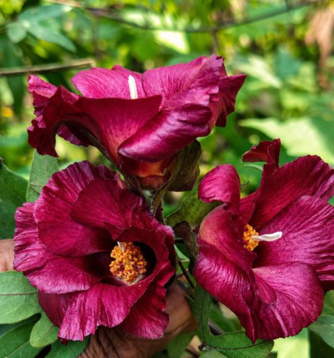 Maroon Hibiscus flower seeds