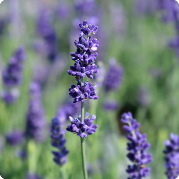 Hidcote Blue Lavender Flower Seeds for Planting – Heirloom Non-GMO Garden Seeds